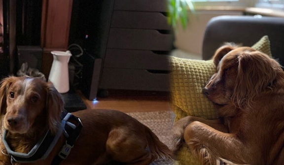 Blind dog rescued from the streets finally finds his forever home