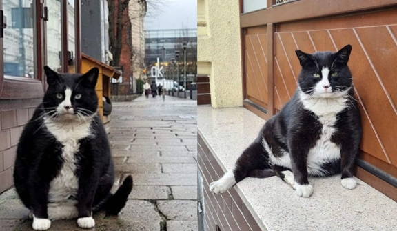 This wistfully sitting cat has become the city's top tourist attraction in Poland