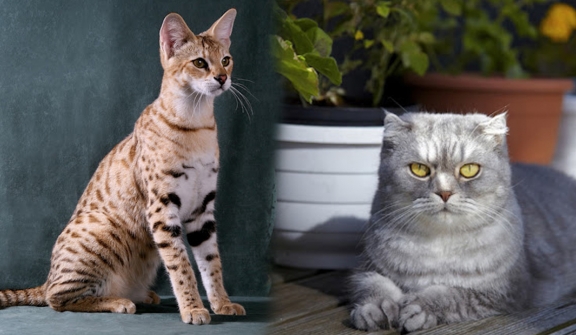 Experts rank the most intelligent cat breeds - with Abyssian, Bengal and Burmese honored as the smartest kitties