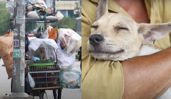 This poverty-stricken couple who work as scrap collectors are giving stray dogs shelter