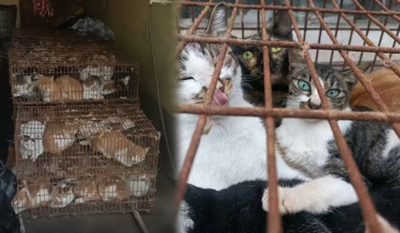 China arrests burglar group who stole 150 cats for feline meat 