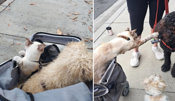 Meet Murray - the cat who pets dogs on daily walks 