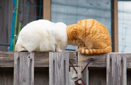 Image of ‘Conjoined’ Cats wins 1st place at Comedy Pet Photo Awards