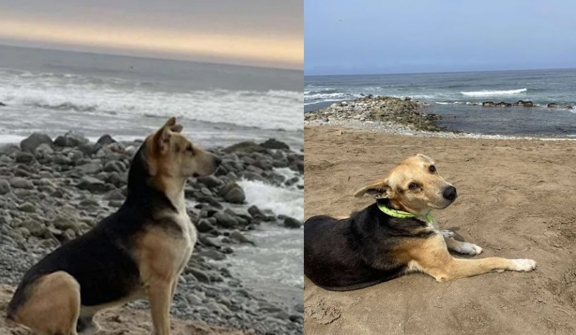 This dog goes to the beach every day waiting for his owner who passed at sea years ago