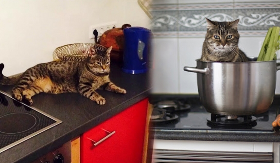 Cats have caused 100 house fires in South Korea: A wake-up call for owners