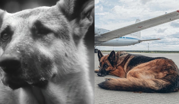 The Soviet 'Hachiko' Dog: Abandoned at the airport, waiting for her owner for 2 years and a happy ending