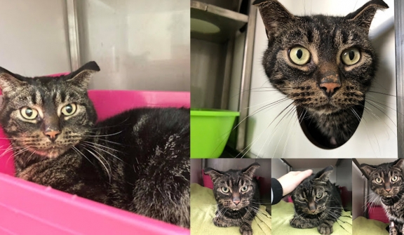 This cat survived 52 days without food in an abandoned house 