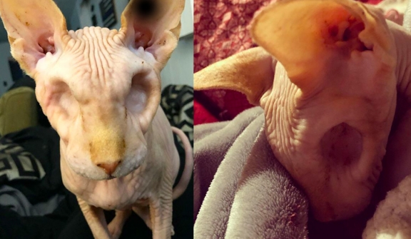 This Sphynx cat has no eyes, but he earns the world’s respect