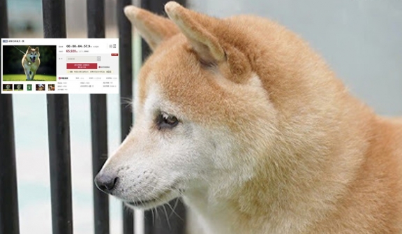 Famous Shiba Inu dog in China sold for $25,000 after being abandoned for 7 years