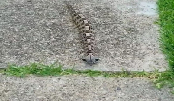 Discover the gaboon viper, a master of camouflage and lethal precision