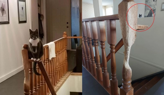 Cedric, a cat artist, turned a wooden banister into art in 11 years