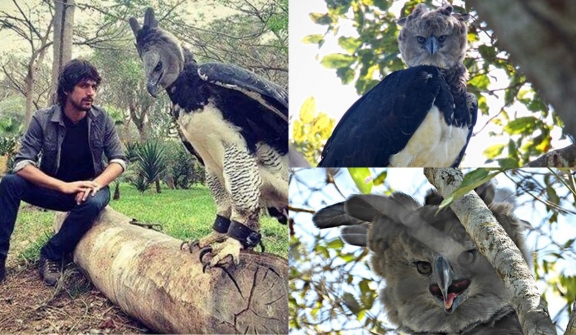 Harpy Eagle - the largest bird in the world, as tall as a human