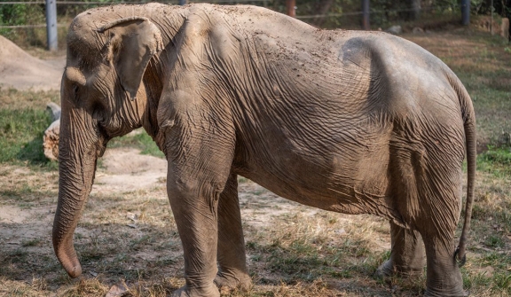 71-year-old elephant suffers spinal deformity after 25 years of service to tourists