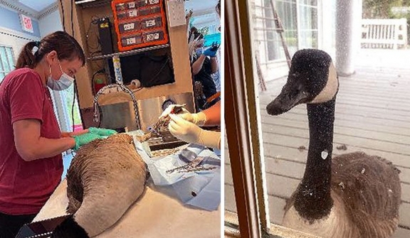 Goose refuses to go, watching his partner undergo surgery in the hospital