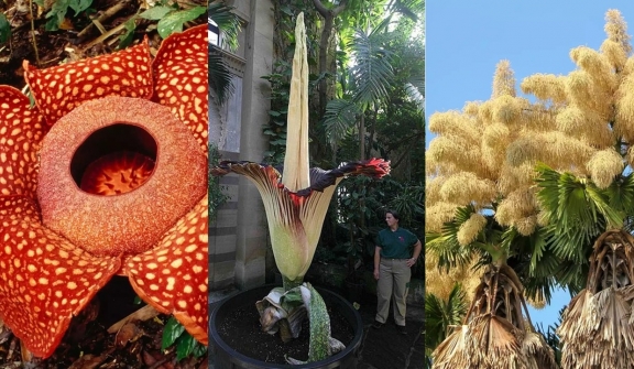 Top 4 largest flowers in the world