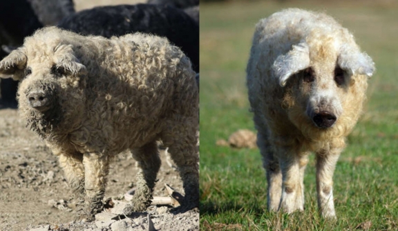 Pigs have a sheep-like appearance, the character of dogs