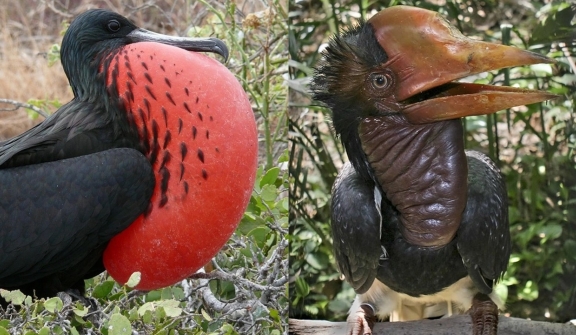 Top 10 weirdest birds in the world