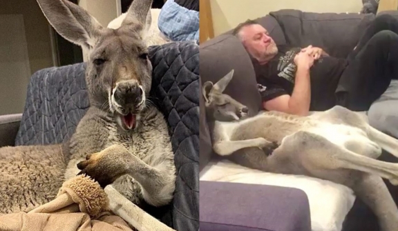 Rescued Kangaroo, Rufus, demands daily cuddles on the couch with his dad