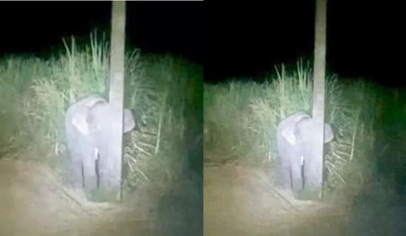 Stealing sugarcane was discovered, the baby elephant hid in an electric pole and lay motionless