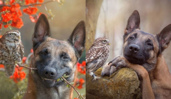 The beautiful friendship between dog Ingo Malinois and owl Poldi: Quiet and understanding