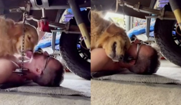 Golden Retriever melts hearts as she crawls under mechanic dad's car