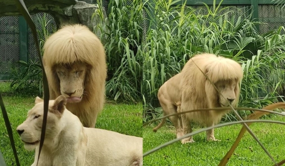 The male lion is moody and sad because his new hair is being ignored by the female lion.