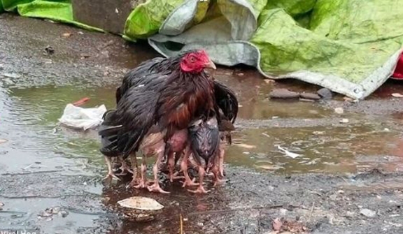 The mother chicken spreads its wings to form an umbrella to carry the cubs in the rain