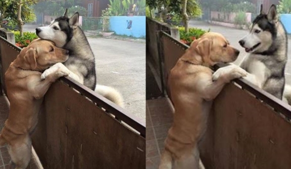 The lonely husky rushed to the neighbor's house and climbed the fence to hug its best friend