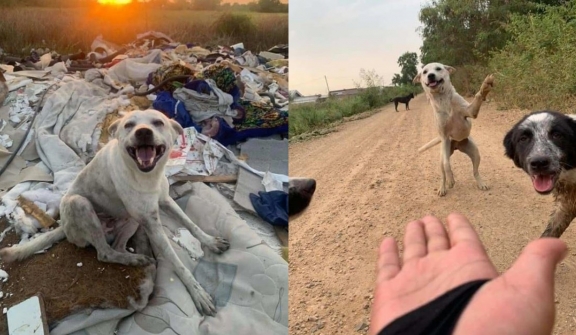 A group of photos of wild dogs smiling happily while being fed by passers-by