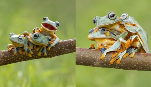 Admire photos of three mischievous frogs all smiling while posing for the camera