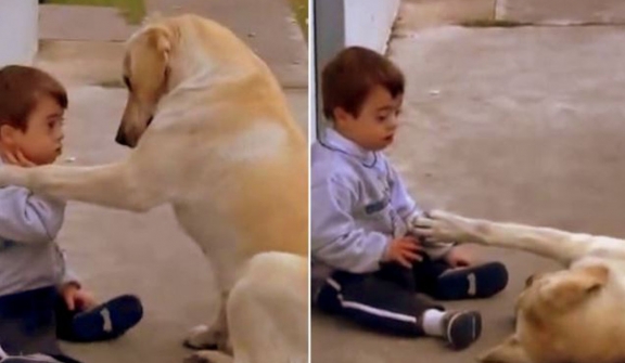 Sweet big dog comforting a cute boy with Down syndrome