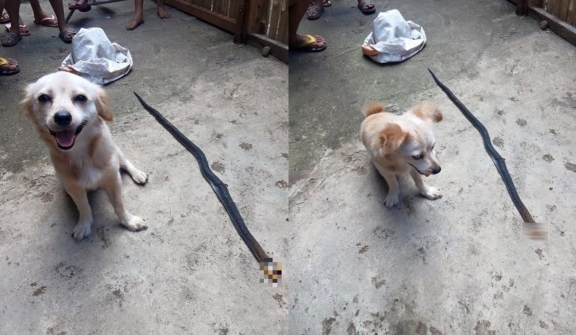 The brave dog that bit a cobra to save its owner and smiled before making the ultimate sacrifice, breaking everyone's heart