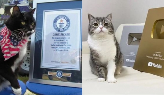  The Guinness World Record-breaking cats