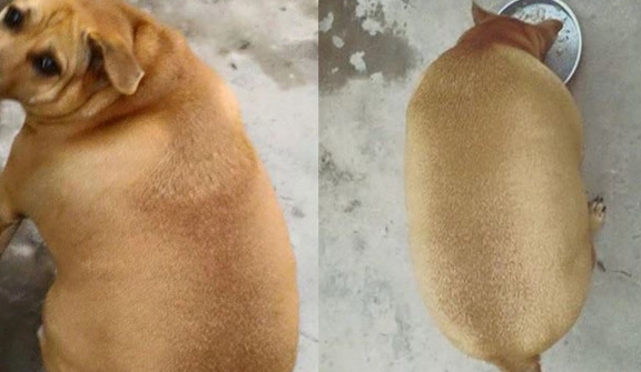 The round fat dog 