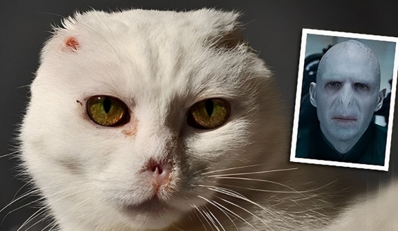 The owner abandoned the cat because of its face... the villain