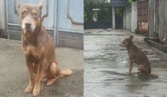 The abandoned dog, no matter what the weather is like, still waits for its owner every day