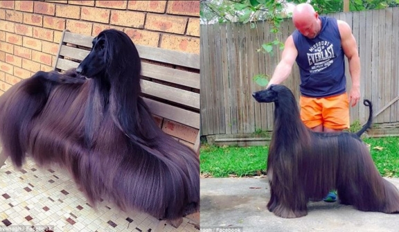 The dog is famous for its long hair that flows like a stream