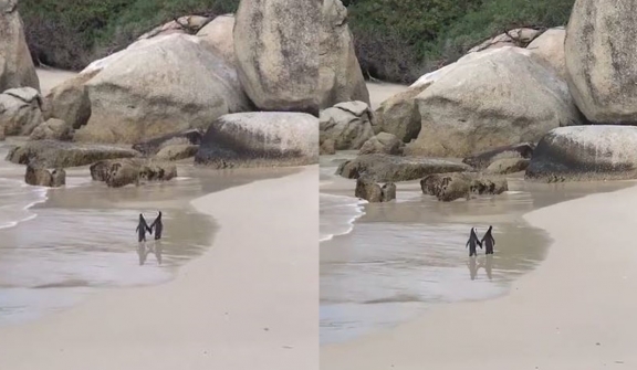 The penguin couple is holding hands and romantically strolling the beach