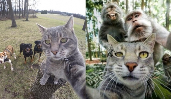A cat with a talent for selfies has become a social media star with more than half a million followers