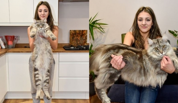 Marvel at a meter-long giant cat