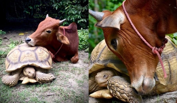 Incredible friendship between crippled calf and giant tortoise who look so cute