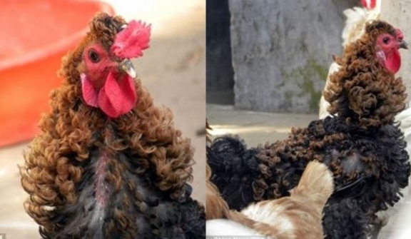 Rooster has curly feathers that bend like curls