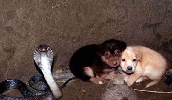 Two puppies fell into a lake with a cobra, and after 48 hours, rescuers were stunned