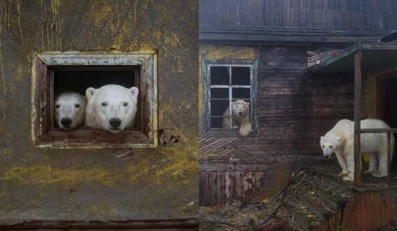 A photographer captures stunning photos of polar bears through the broken windows of an abandoned house