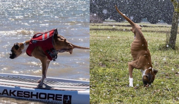 Anjing dengan kelainan bentuk pada kedua kakinya ini masih hidup bahagia setiap hari dan menjadi bintang Instagram