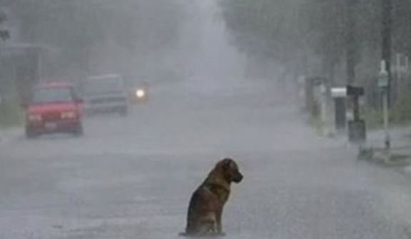 Anjing itu menunggu pemiliknya selama 2 tahun di tempat yang ditinggalkan terlepas dari hujan atau cerah