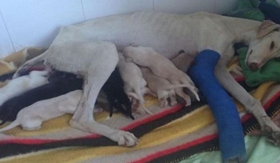 Mother dog with broken leg crawls 3km to find someone to take care of her puppies