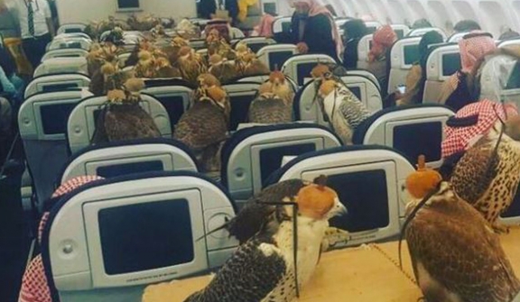 Saudi prince buys first class flight ticket for 80 falcons