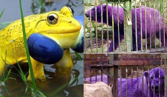 The animals that embody the colors of the rainbow