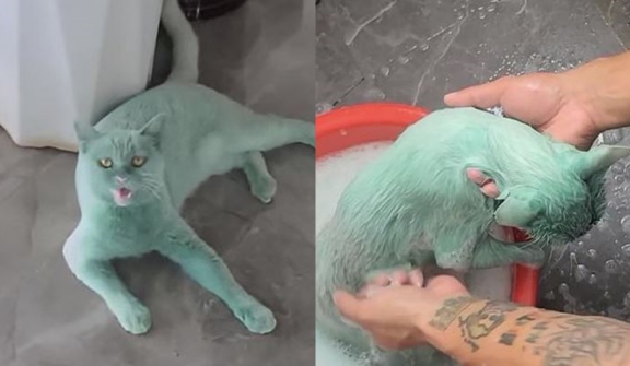 The cat playfully spilled the paint bucket in the corner, covered in green paint like the superhero hulk